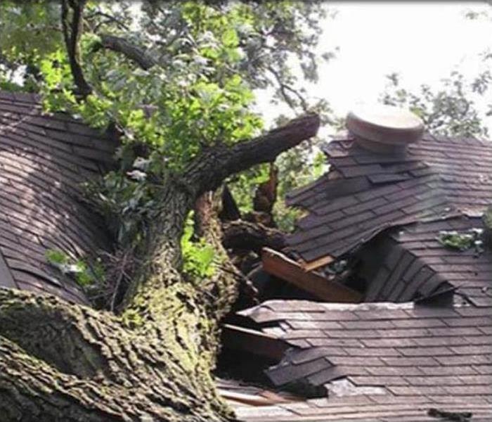 high winds topples tree on to the roof of this home